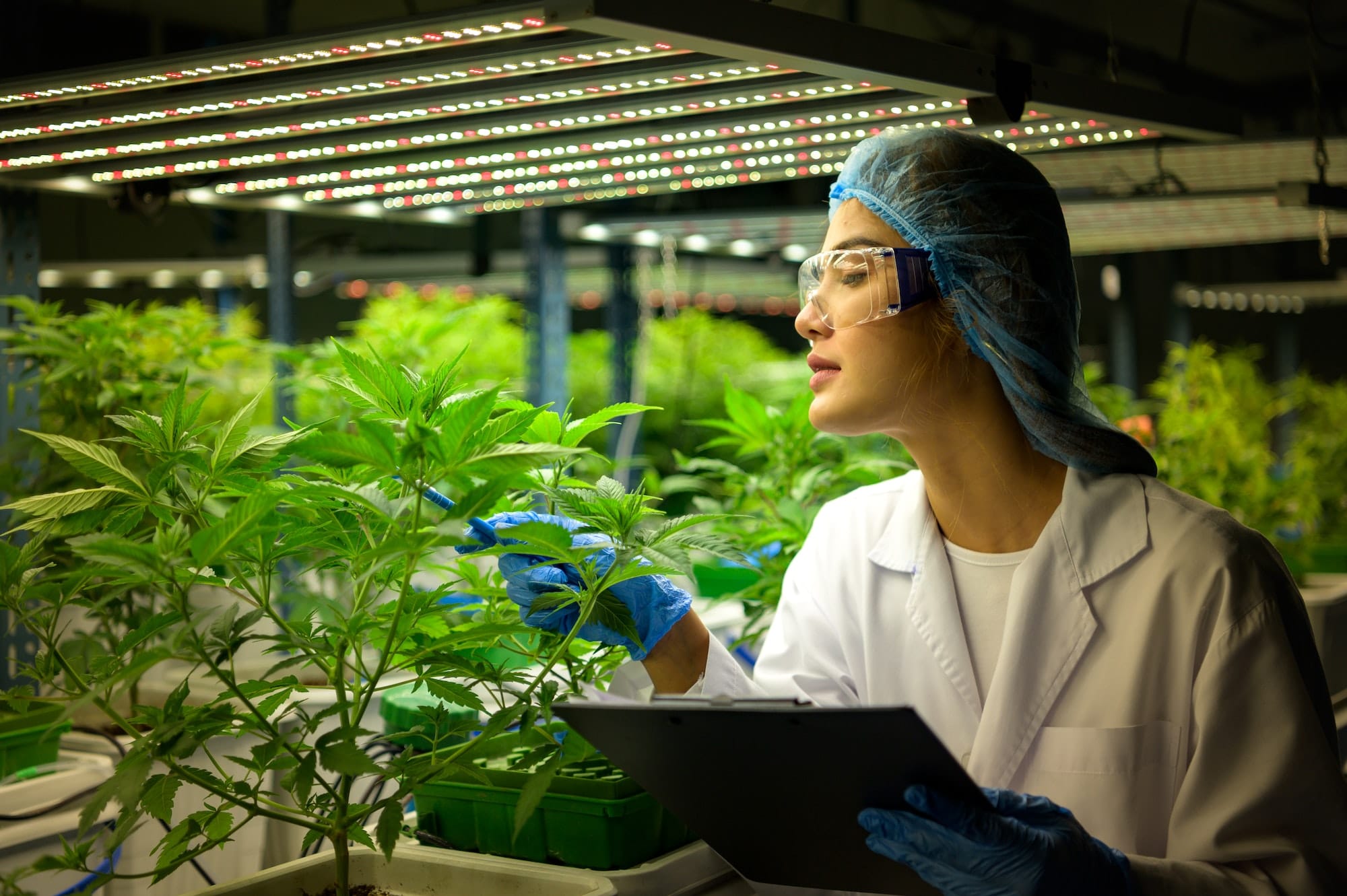 Woman scientist at cannabis farm with a cannabis plant