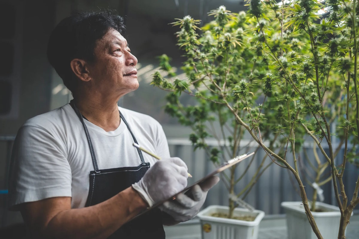 medical scientist with cannabis hemp research in medicine laboratory to make a herbal extract CBD