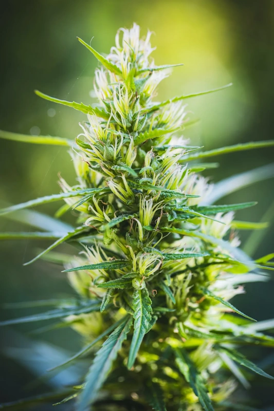 Marijuana bud flowers of cannabis