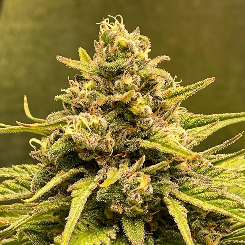 Green Cannabis Flower